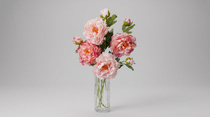 Peonies