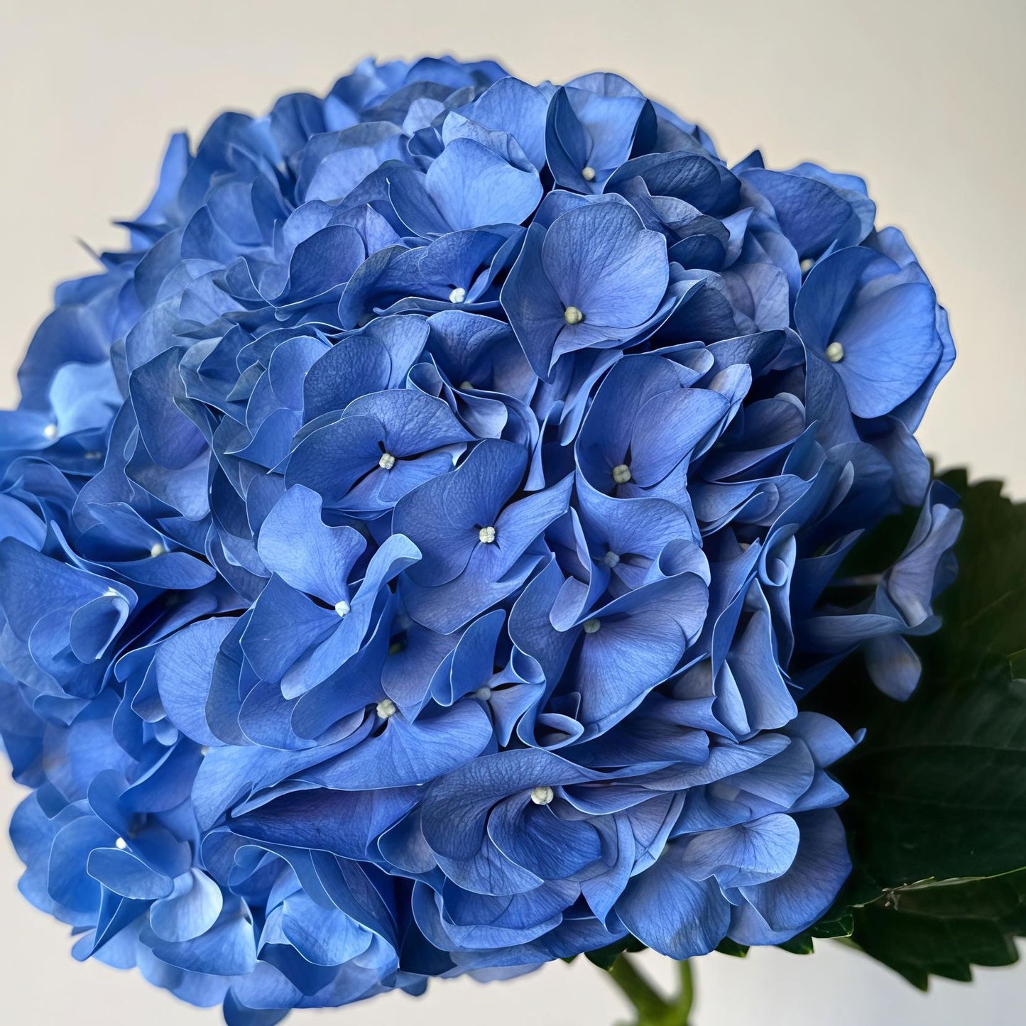 Deep Blue Premium Imported Hydrangea Artificial Flower Stem – 66cm European Grade