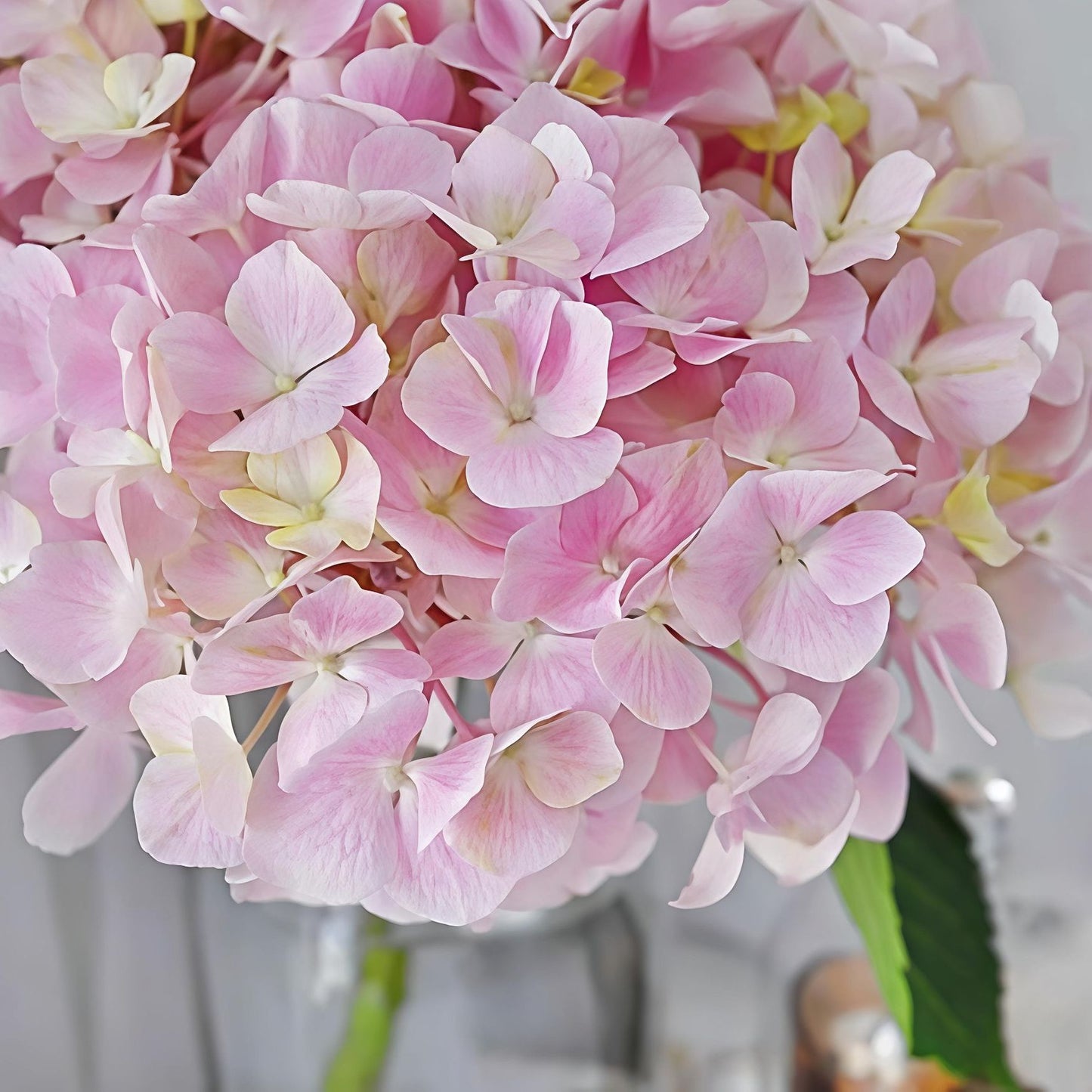 Light Pink Premium Imported Hydrangea Artificial Flower Stem – 66cm European Grade