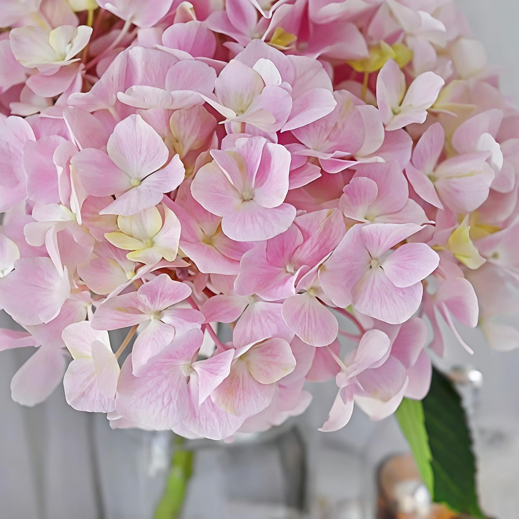 Light Pink Premium Imported Hydrangea Artificial Flower Stem – 66cm European Grade