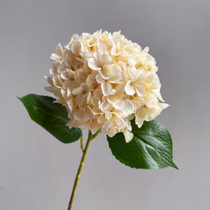 Champagne Premium Imported Hydrangea Artificial Flower Stem – 66cm European Grade